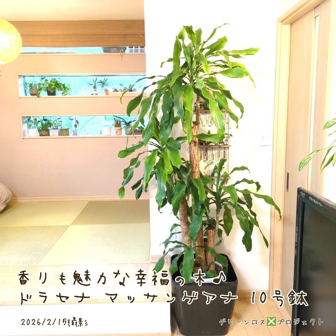 【B級品/大型観葉植物】香りも魅力な幸福の木♪ドラセナマッサンゲアナ 10号鉢②
