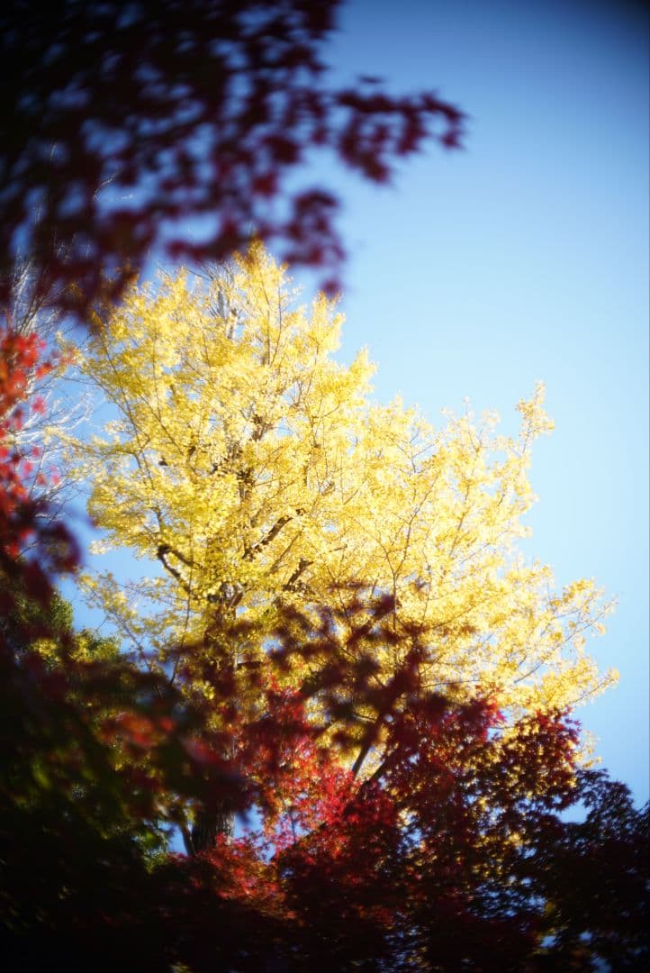 【動作確認済】OLYMPUS PEN用 38mm f1.8 TTL 初期保証付き