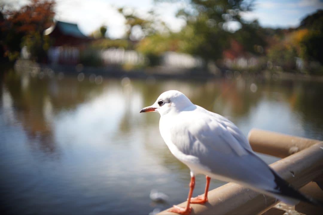 【動作確認済】OLYMPUS PEN用 38mm f1.8 TTL 初期保証付き