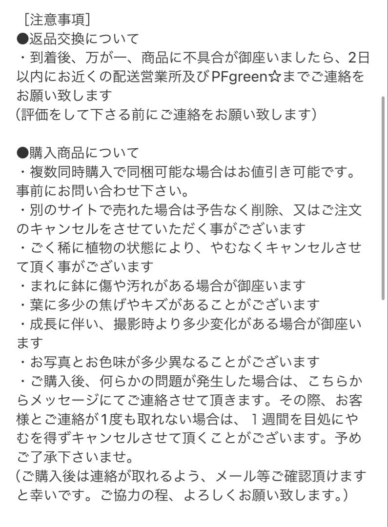 ［現品］33番　フィカス　リラータ　バンビーノ　曲がり　6号　観葉植物　室内