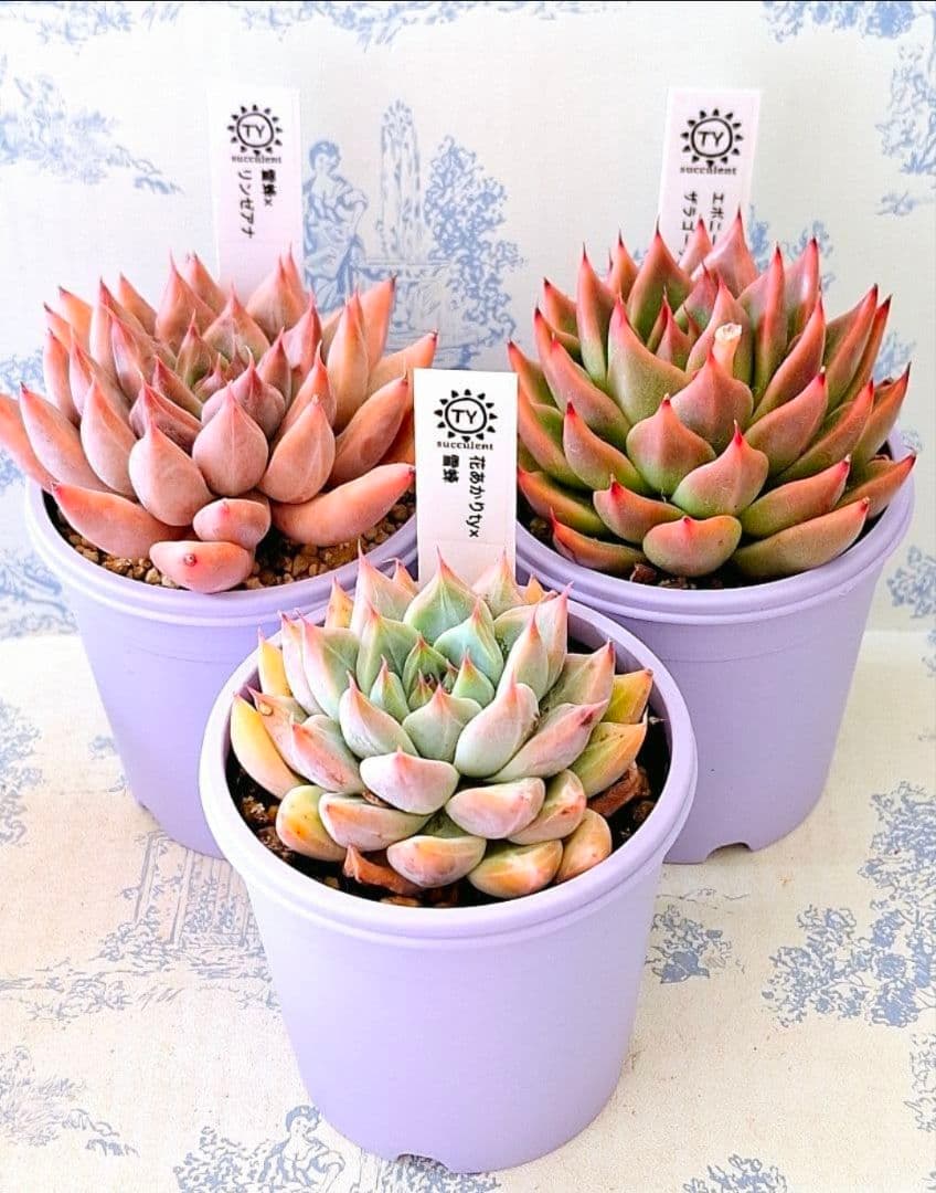 雪蜂×リンゼアナ他3点札付きポットごとメルカリ便TYさん苗バラ売り不可
