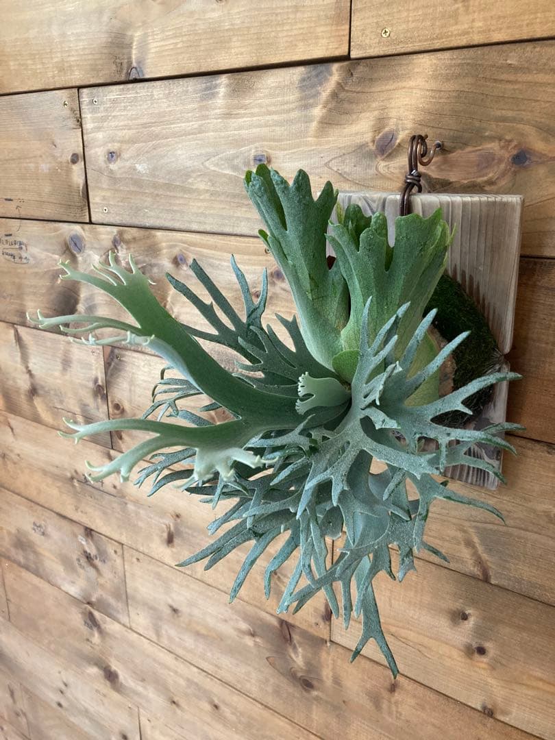 ビカクシダ ウィリンキー \"バクテリア\" スポア