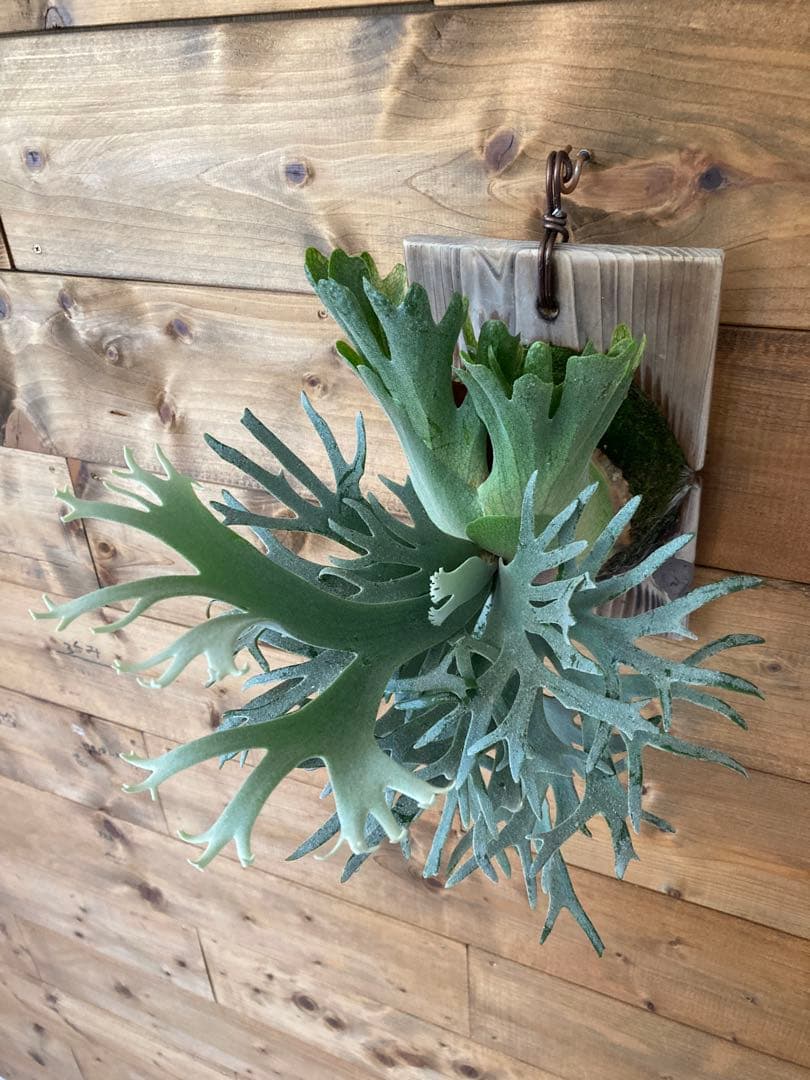 ビカクシダ ウィリンキー \"バクテリア\" スポア