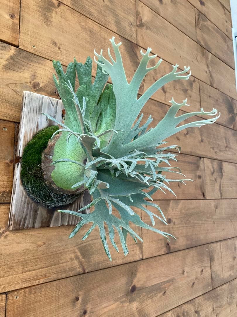 ビカクシダ ウィリンキー \"バクテリア\" スポア