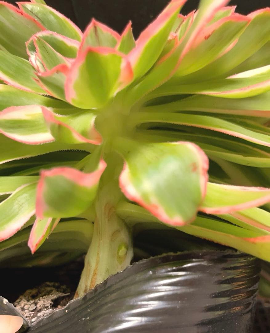 95#多肉植物アエオニウム錦❤️燕姿錦缀化❤️ ヨンジャ錦セッカ ❤️29cm拔き苗