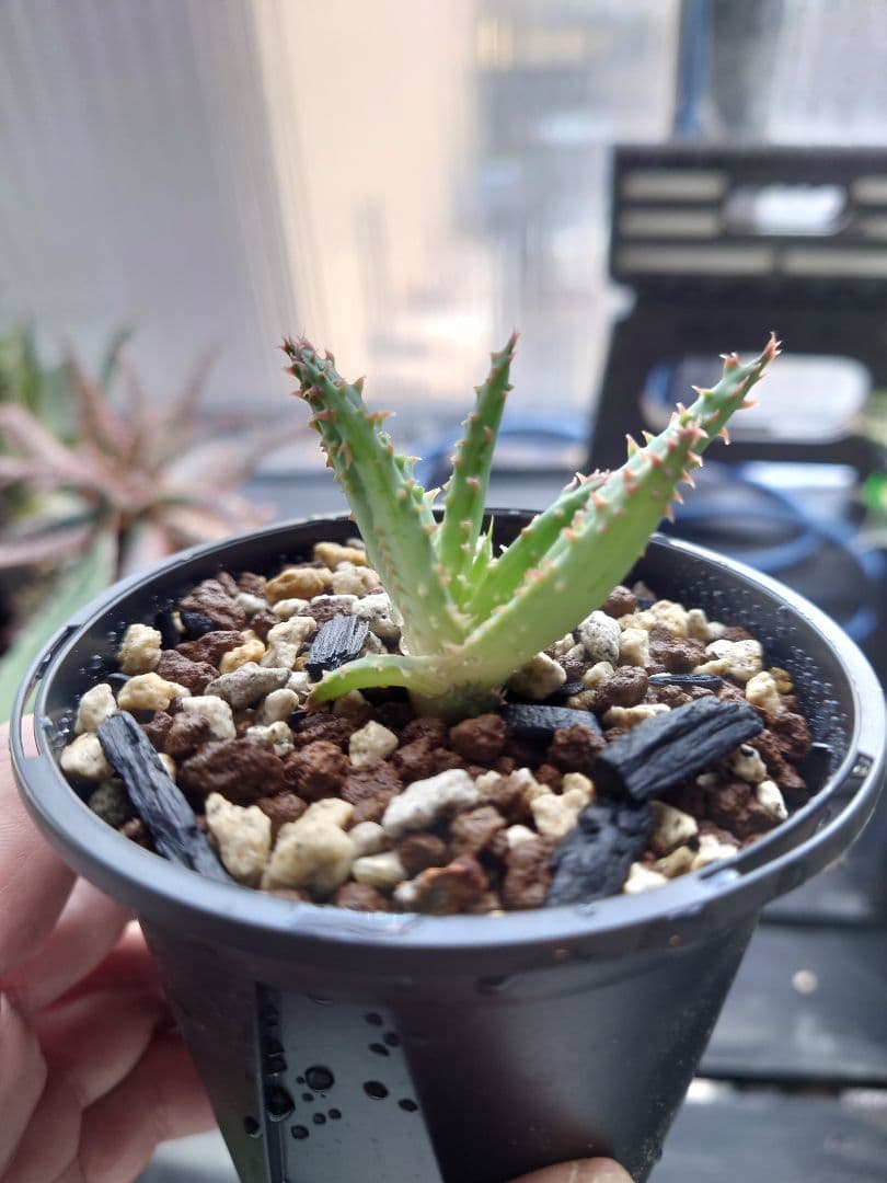 アロエ　ワイリーコヨーテ　②