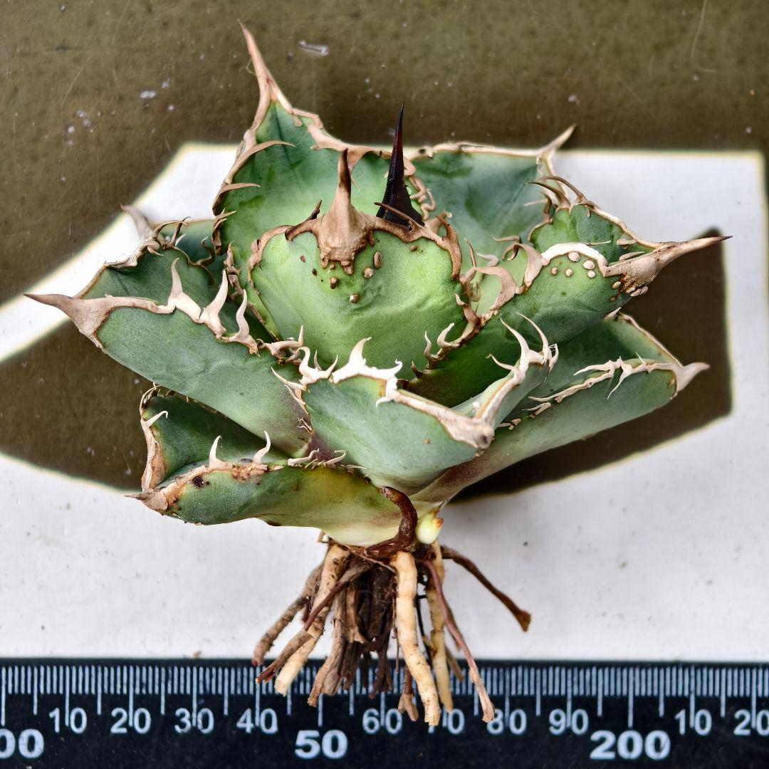 575【上澳園芸】 アガベ チタノタ shangao-001蝦蟇 良質子株