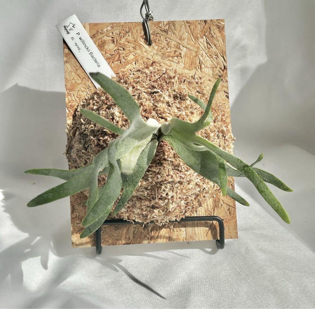 【SALE】P. Willinckii Bacteria (TC)【60】