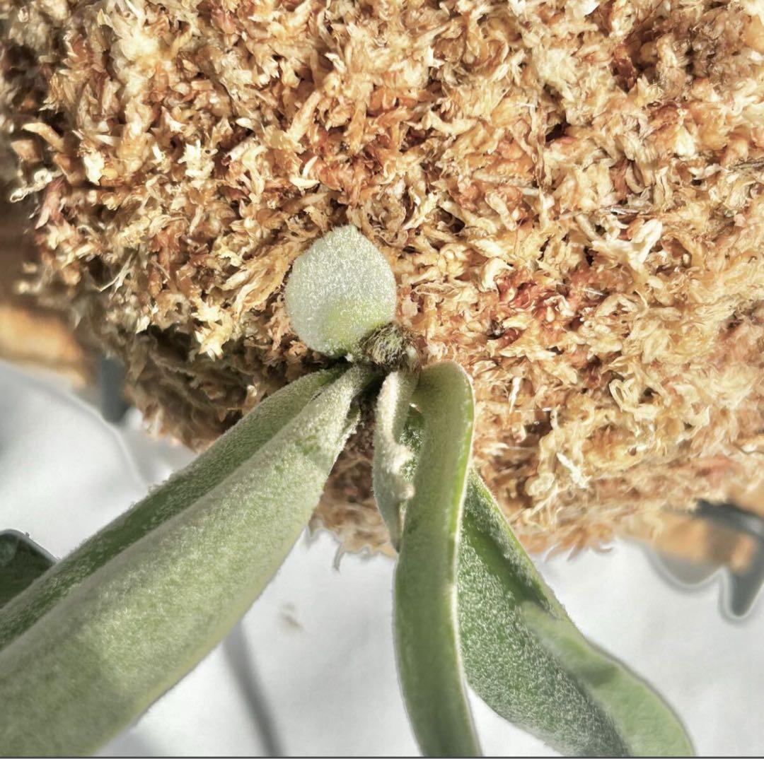 【SALE】P. Willinckii Bacteria (TC)【60】