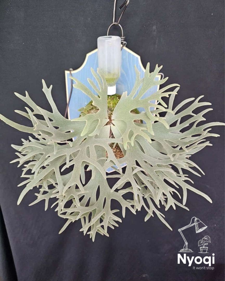 【SALE】P. Willinckii Bacteria (TC)【60】