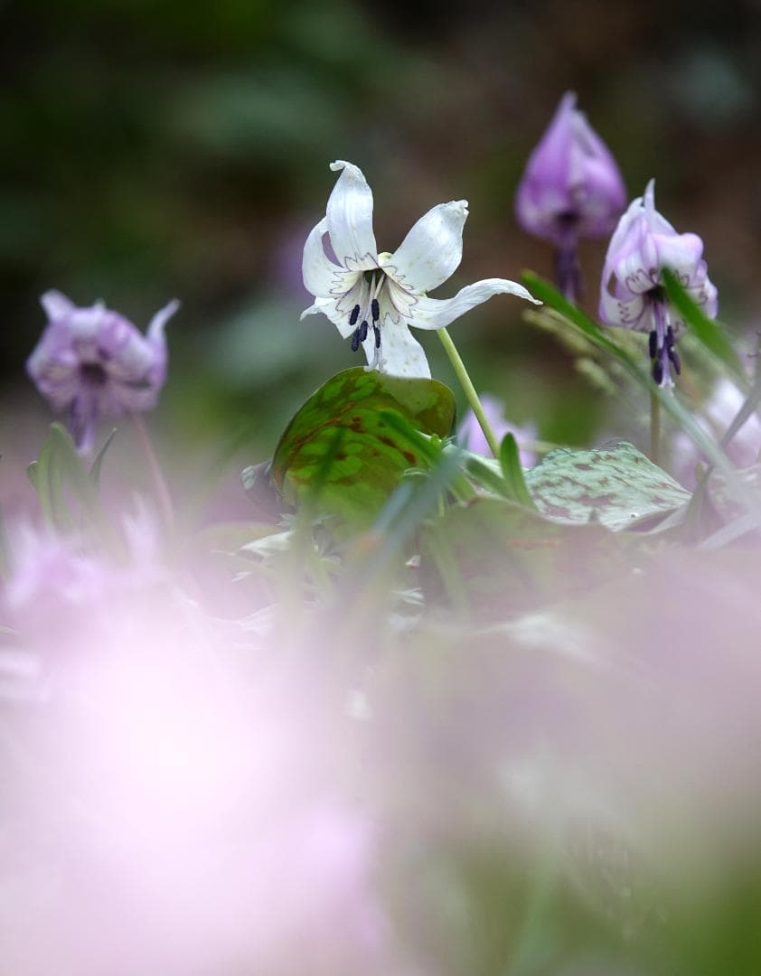 ソニーSONY RX10 III 　望遠 600ミリ 相当　デジタルカメラ