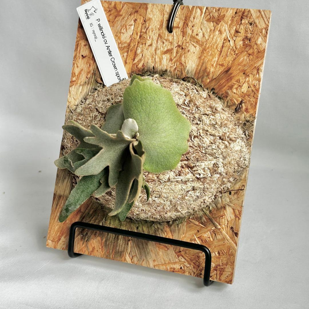 P. wilinckii cv. Antler Crown【33】