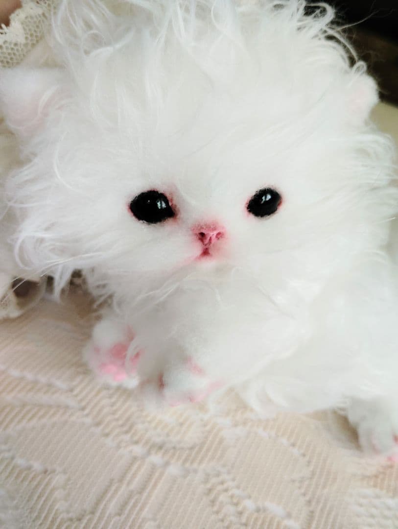 セルカークレックス子猫♡よちよち期♡癖っ毛のララちゃん♡アートドール♡ぬいぐるみ