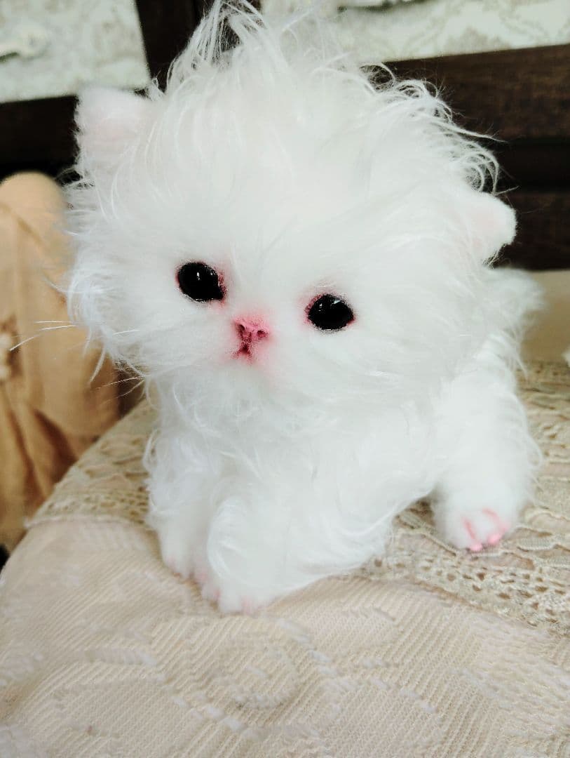 セルカークレックス子猫♡よちよち期♡癖っ毛のララちゃん♡アートドール♡ぬいぐるみ