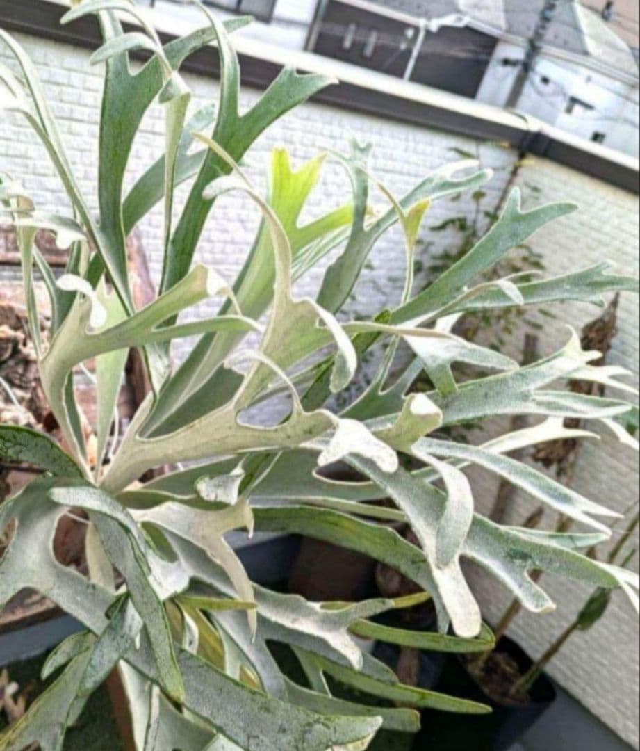 ビカクシダ☆P. 'Elsa'☆エルサ☆ Queen F307☆OC板付