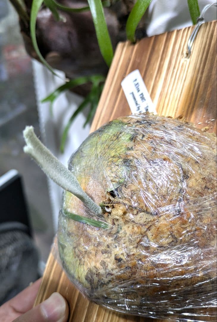 ビカクシダ☆P. 'Elsa'☆エルサ☆ Queen F307☆OC板付