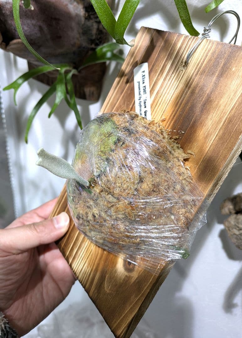 ビカクシダ☆P. 'Elsa'☆エルサ☆ Queen F307☆OC板付