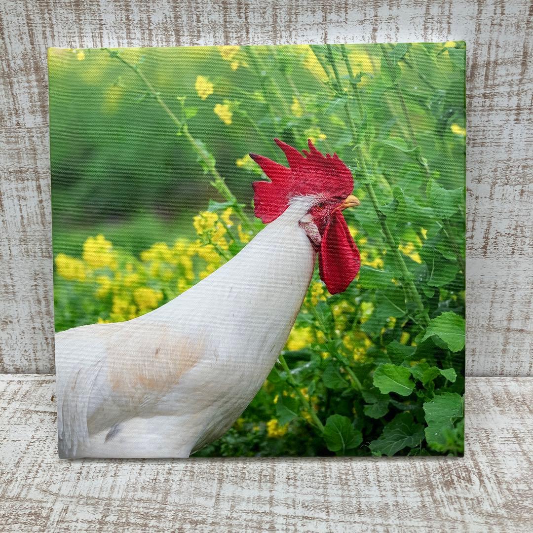 にわとりの写真　キャンバス生地