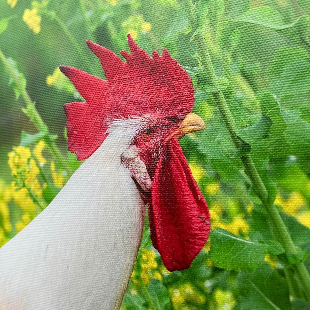 にわとりの写真　キャンバス生地