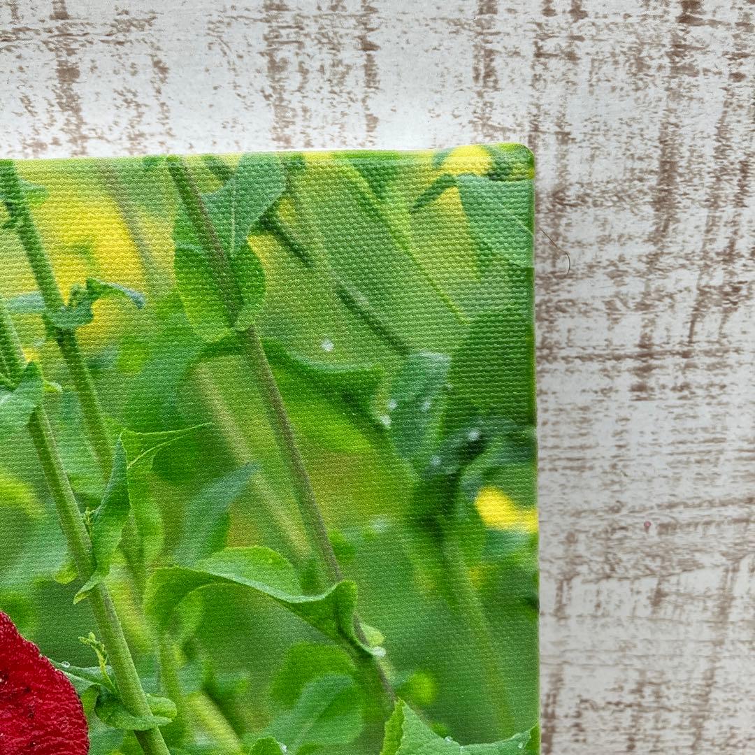 にわとりの写真　キャンバス生地