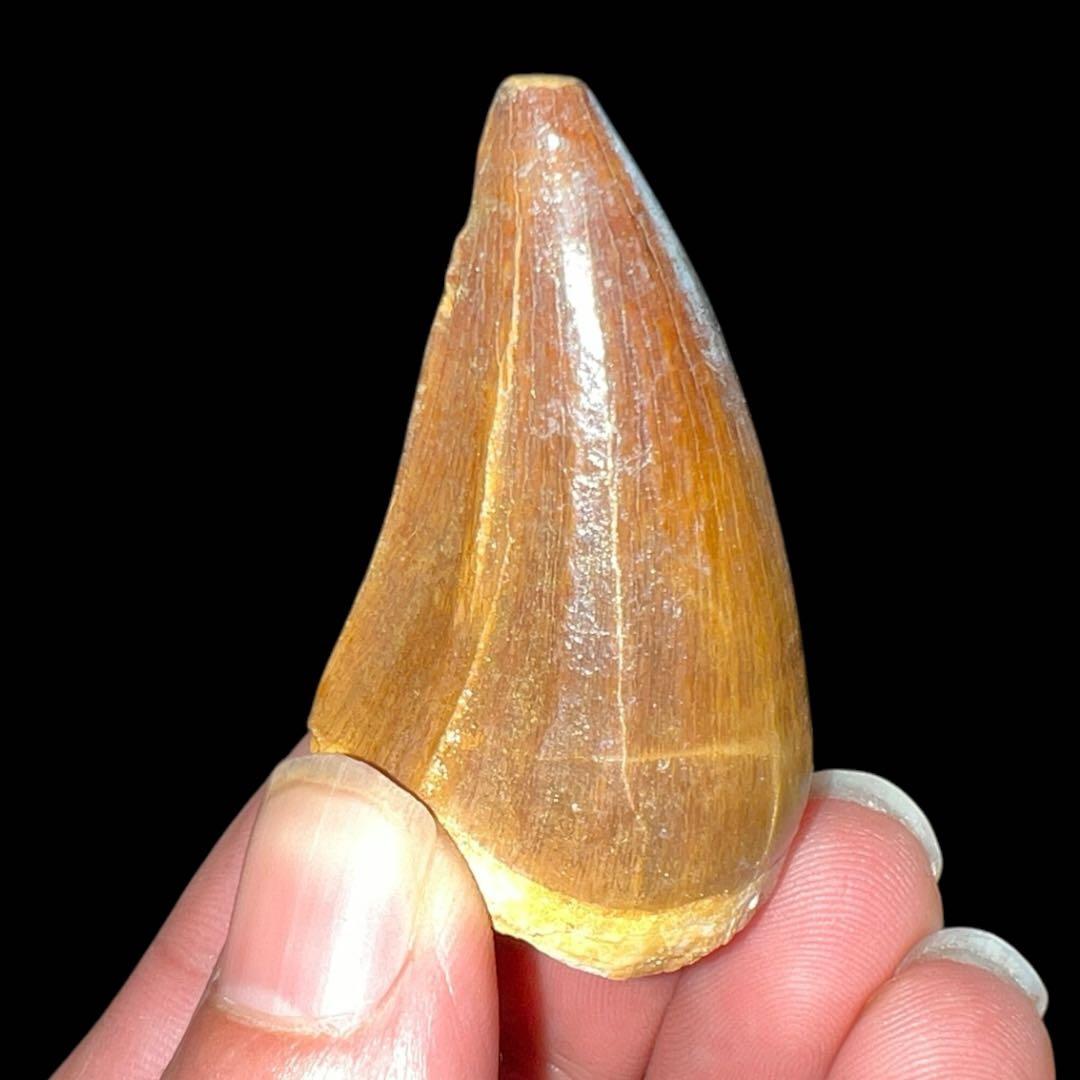 白亜紀の驚異！プログナトドン・ギガンテウスの化石歯 - 極上の一品