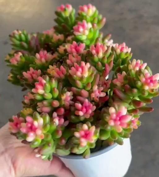 Top【選抜株】多肉植物　25019スリョン　10個　鉢無し/脱土