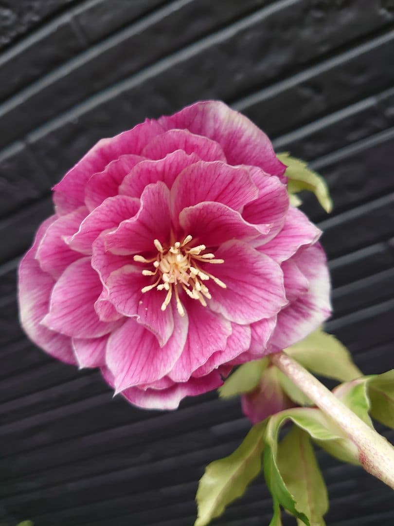 広瀬園芸　クリスマスローズ　Ｐ