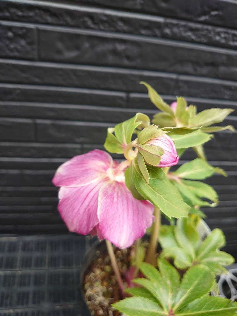 広瀬園芸　クリスマスローズ　Ｐ