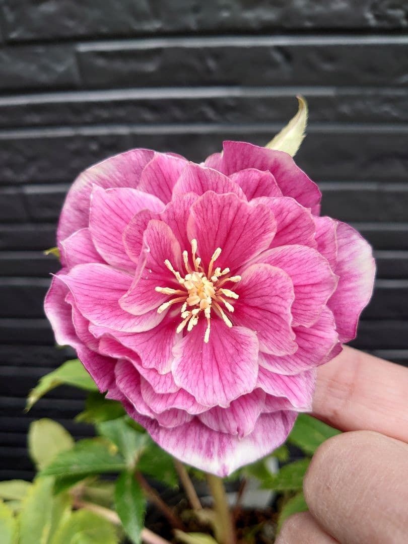 広瀬園芸　クリスマスローズ　Ｐ