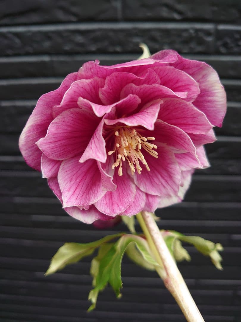 広瀬園芸　クリスマスローズ　Ｐ