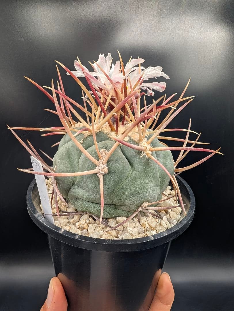 緋冠竜 国内実生 鉢植えメルカリ便送料込み