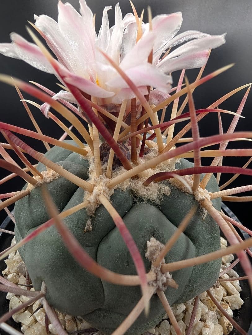 緋冠竜 国内実生 鉢植えメルカリ便送料込み