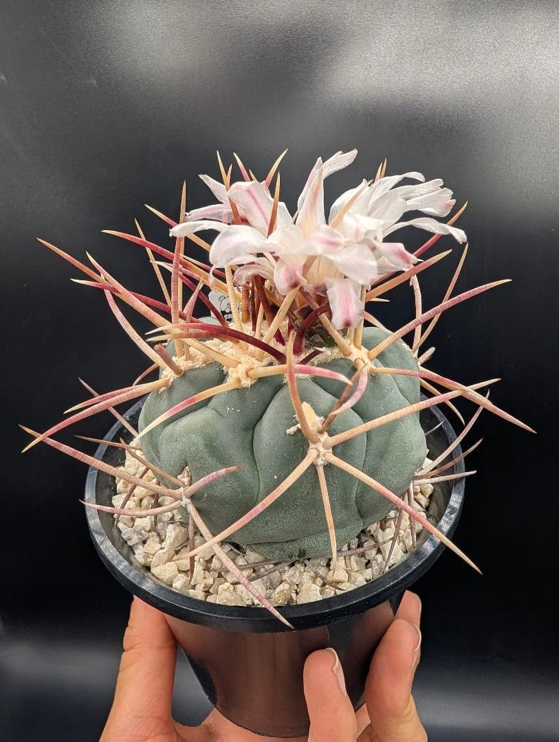 緋冠竜 国内実生 鉢植えメルカリ便送料込み