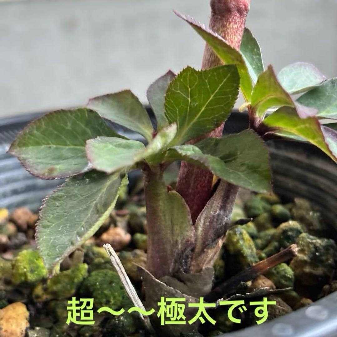花苗　クリスマスローズ苗　ショコラシングル　希少　多年草　来季用　交配
