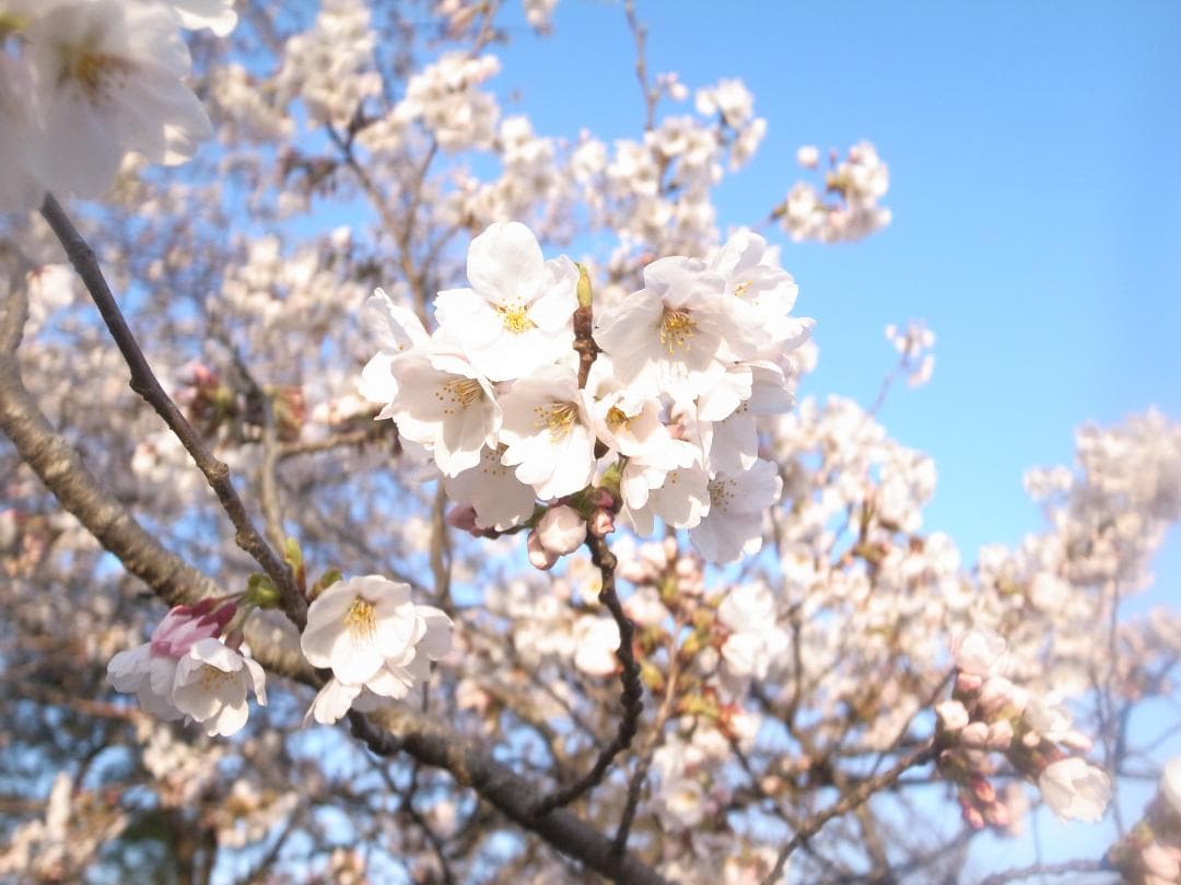 ■美品■リコー　RICOH GR DIGITAL III ≪S数約2835回≫