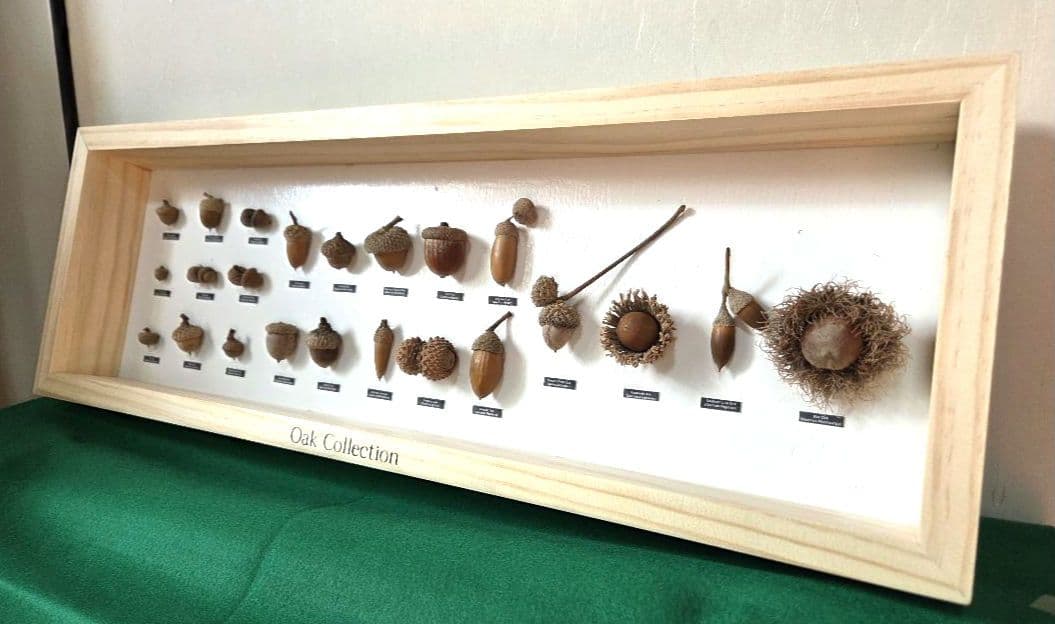 【23種】どんぐり　標本 （OakCollection）　フレーム　インテリア