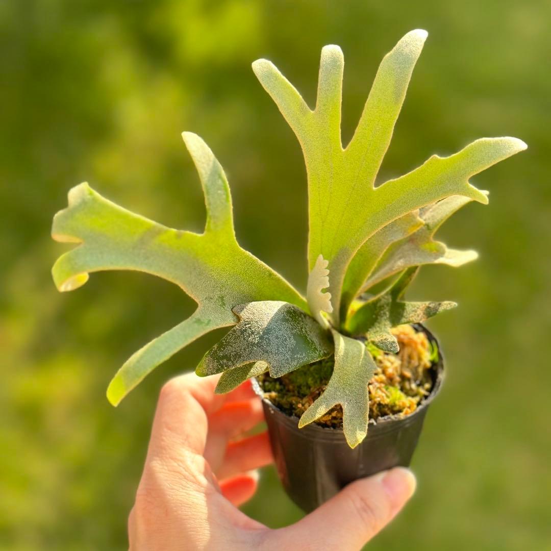 P. willinckii ’Jenny’ TC2841