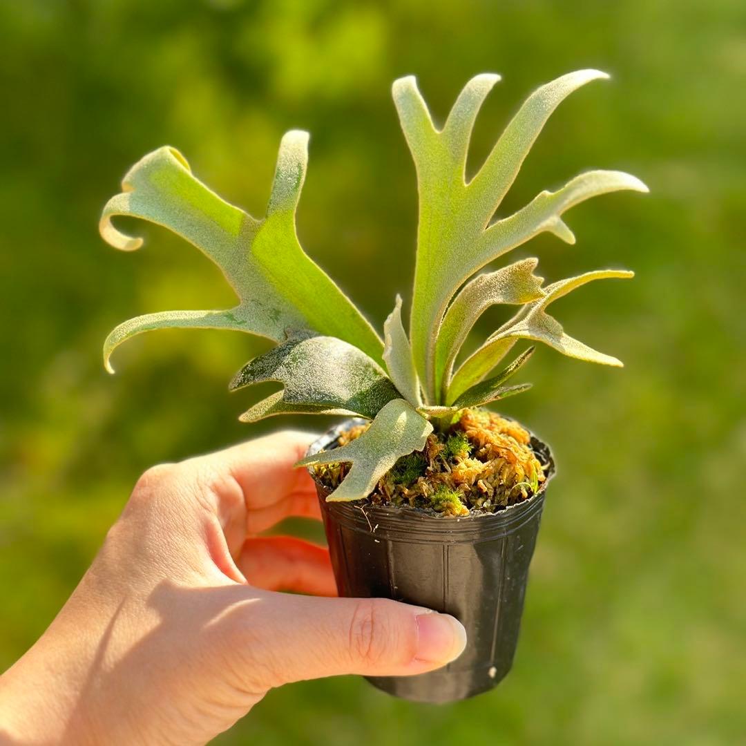 P. willinckii ’Jenny’ TC2841