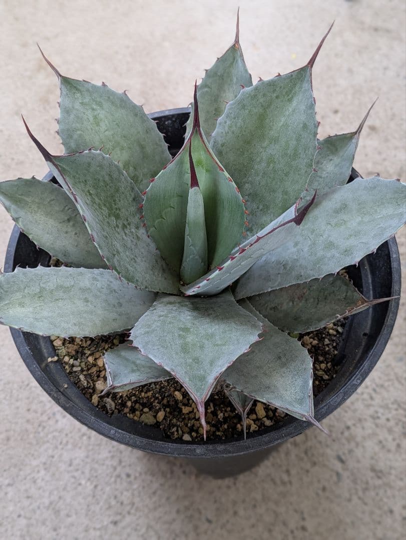 VOL.5【現品・鉢まま出荷】かっこいい　アガベパリートランカータ