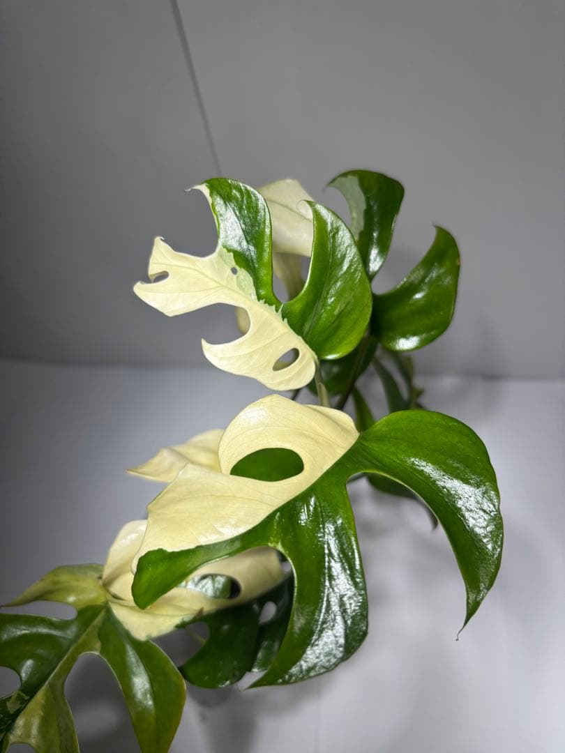 bordersmama 【超大株】ラフィドフォラ・テトラスペルマ