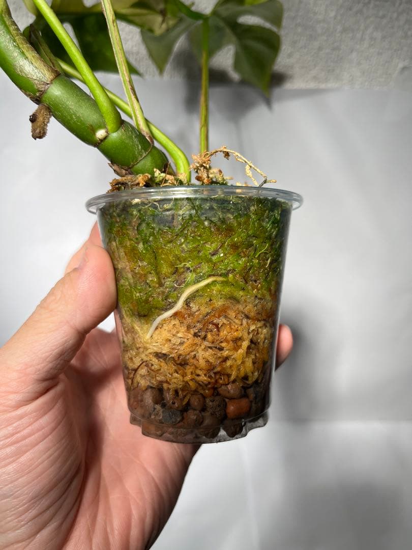 bordersmama 【超大株】ラフィドフォラ・テトラスペルマ