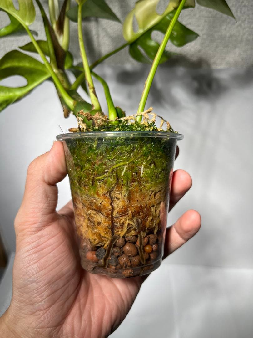 bordersmama 【超大株】ラフィドフォラ・テトラスペルマ