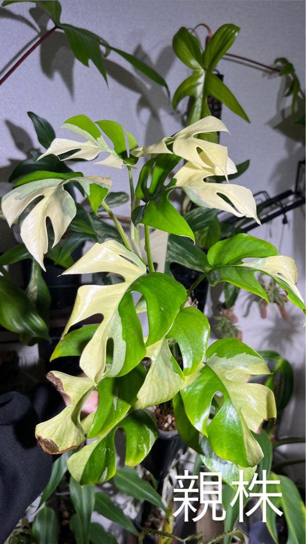 bordersmama 【超大株】ラフィドフォラ・テトラスペルマ