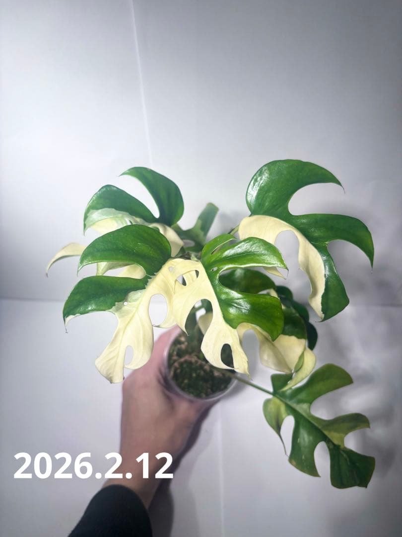 bordersmama 【超大株】ラフィドフォラ・テトラスペルマ