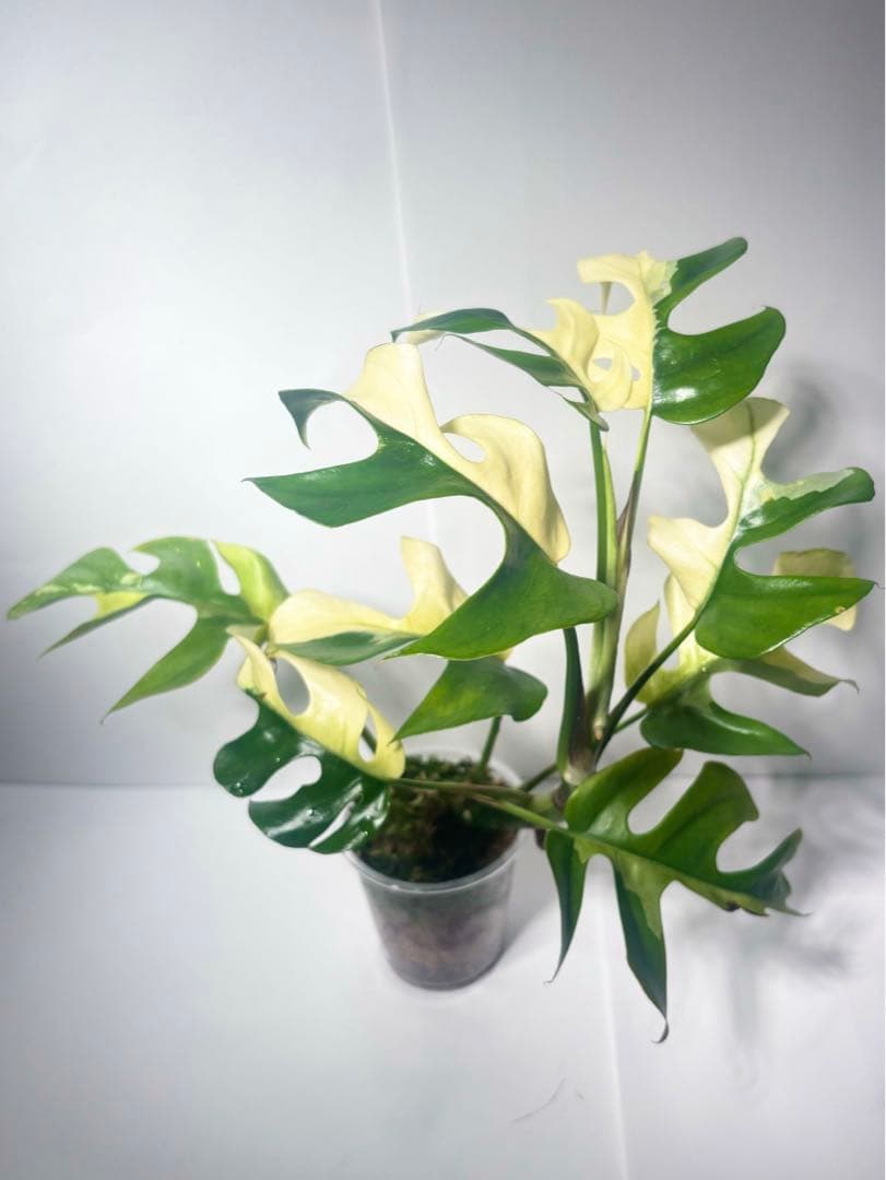 bordersmama 【超大株】ラフィドフォラ・テトラスペルマ