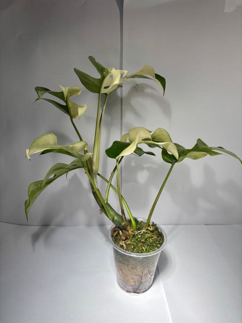 bordersmama 【超大株】ラフィドフォラ・テトラスペルマ