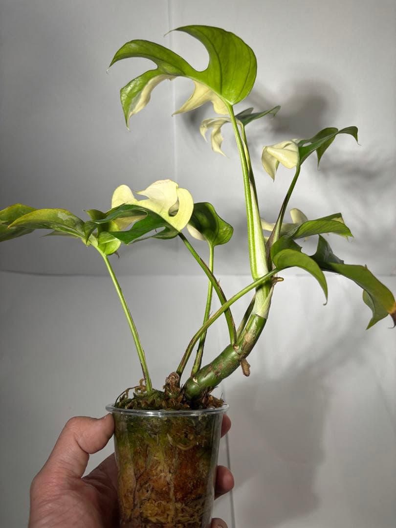 bordersmama 【超大株】ラフィドフォラ・テトラスペルマ