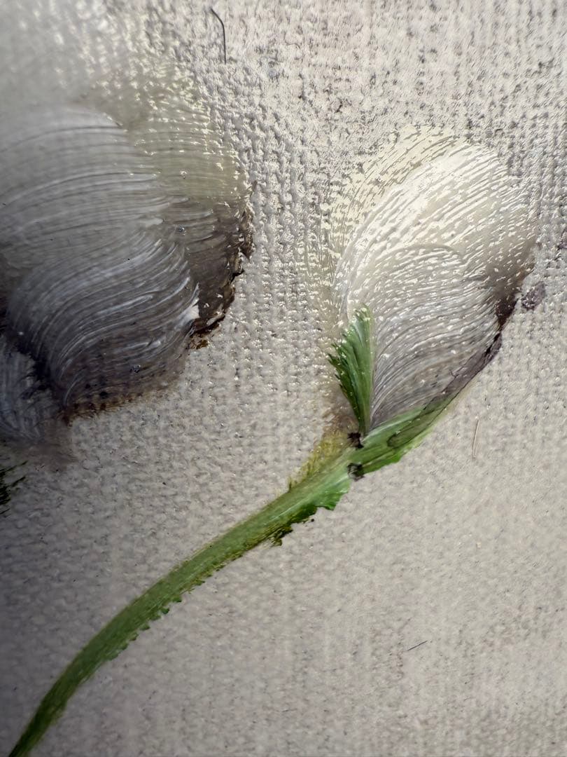 ポール・アダモス Paul Admos 油彩　花図 静物画 油彩　絵画　値下げ中