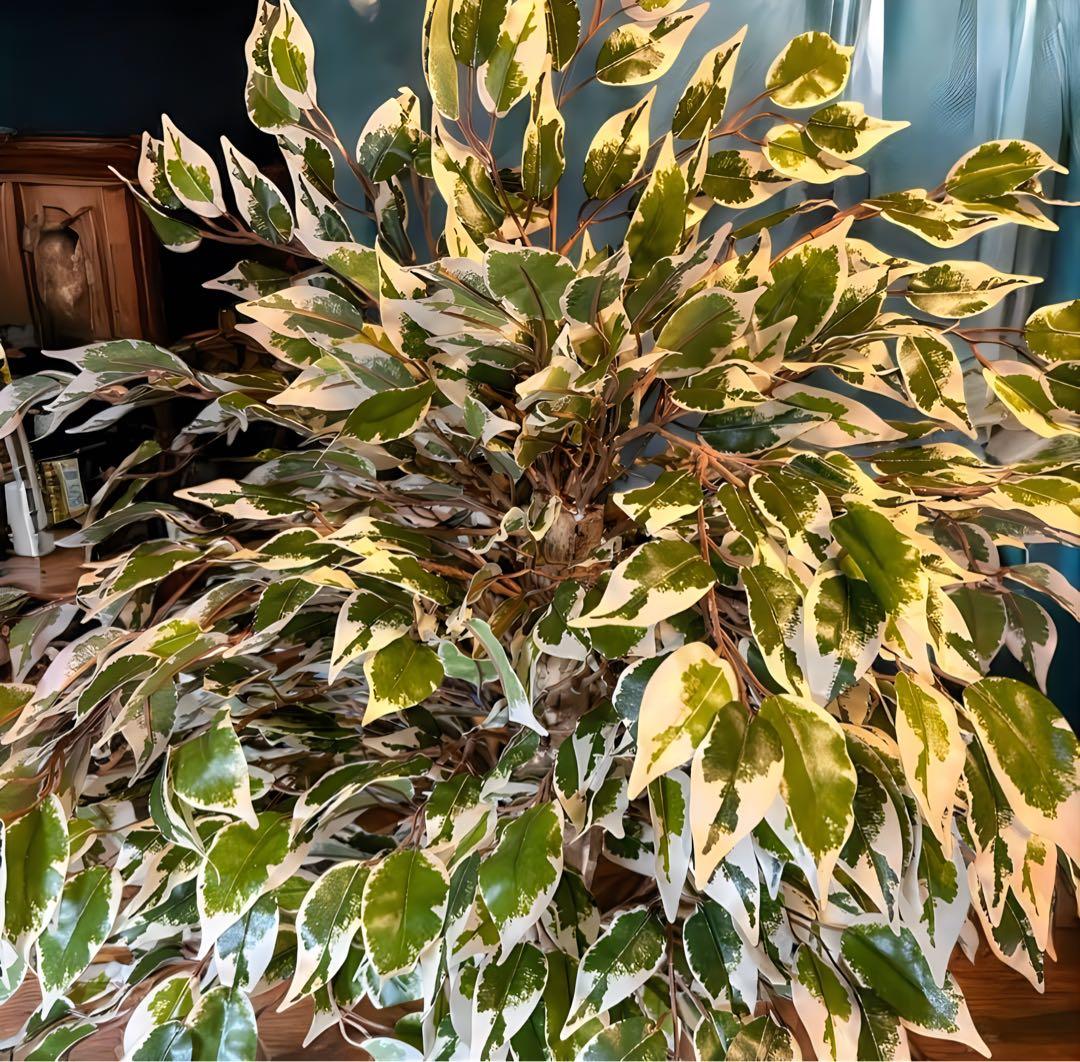 光触媒　人工観葉植物　ウォールグリーン　フェイクグリーン　斑入りベンジャミンwt