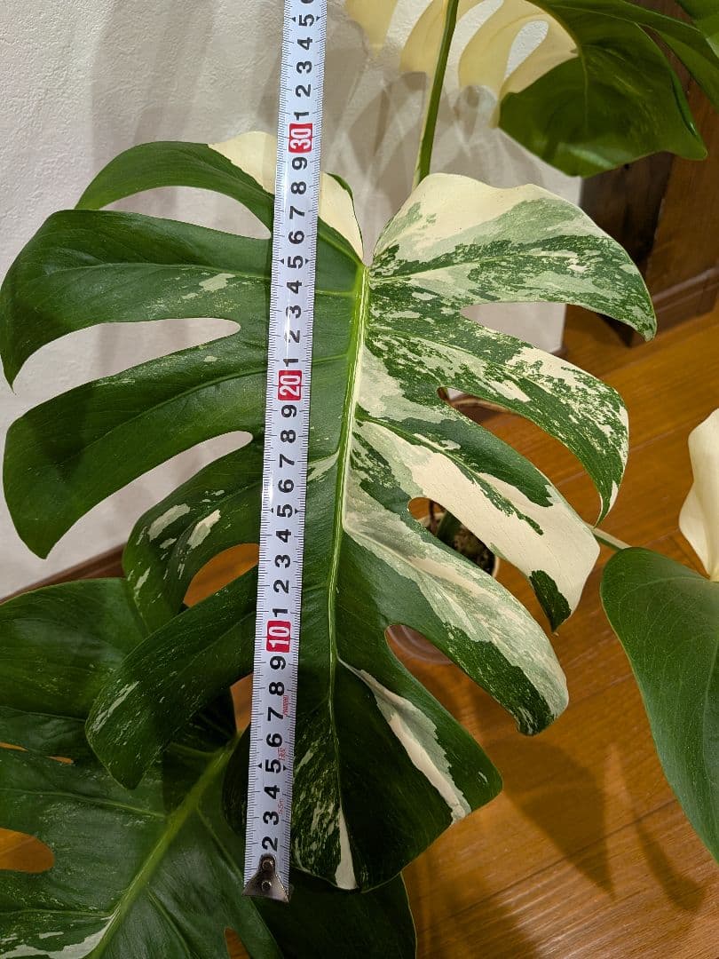 希少品種！斑入りモンステラボルシギアナホワイトタイガーしっかり大葉のハーフムーン